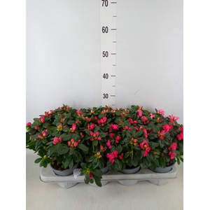 Rhododendron sim.   ...mix