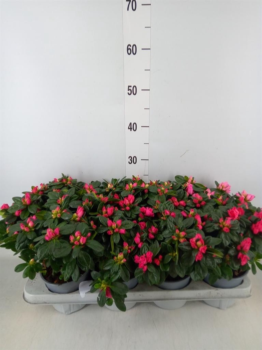 <h4>Rhododendron sim.   ...mix</h4>