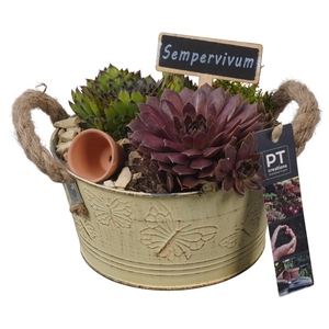 PTS7307 Arrangement Sempervivum in metalen pot