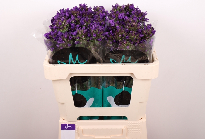 <h4>CAMP GL BENOVA BLUE</h4>