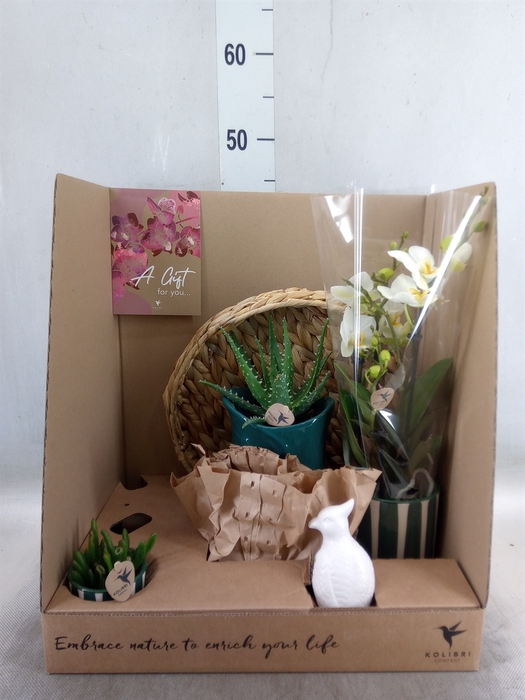 <h4>Arr.  Phalaenopsis H%</h4>