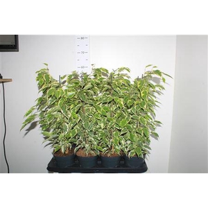 Ficus Benjamina Samantha(r)