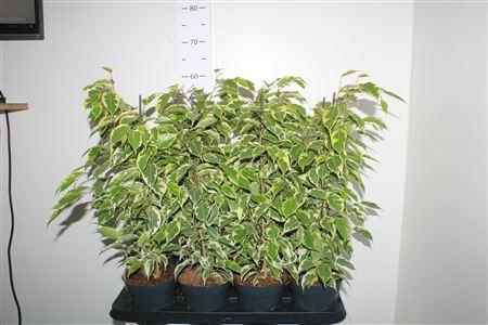 <h4>Ficus Benjamina Samantha(r)</h4>