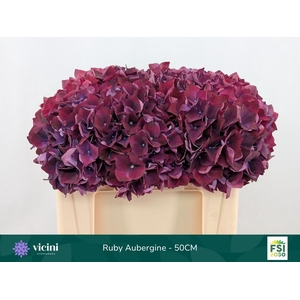 HYDR M MAG RUBYRED P