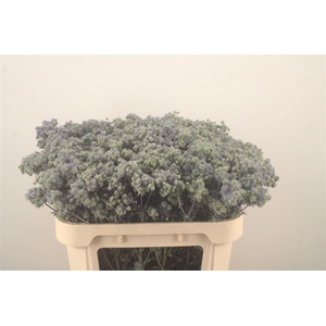 Eryngium Pl Mag Symphony