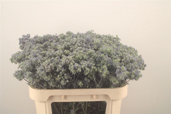 <h4>Eryngium Pl Mag Symphony</h4>