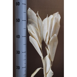 Japan Deco Magnolia White
