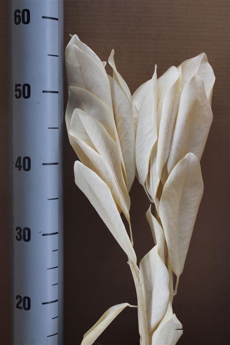 <h4>Japan Deco Magnolia White</h4>