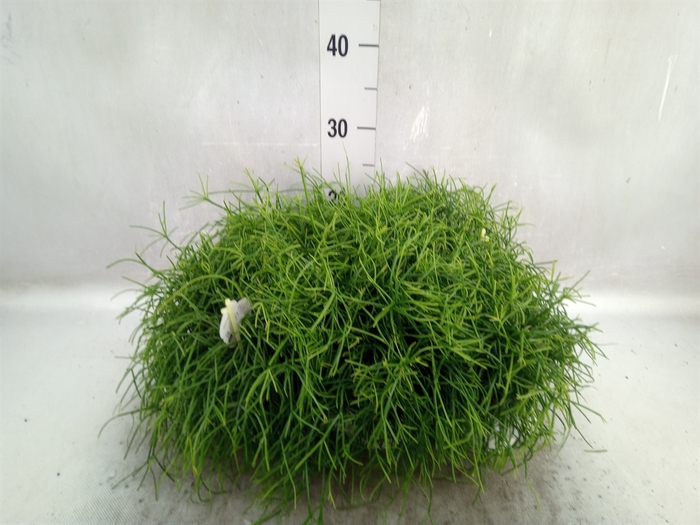 <h4>Rhipsalis cassutha</h4>