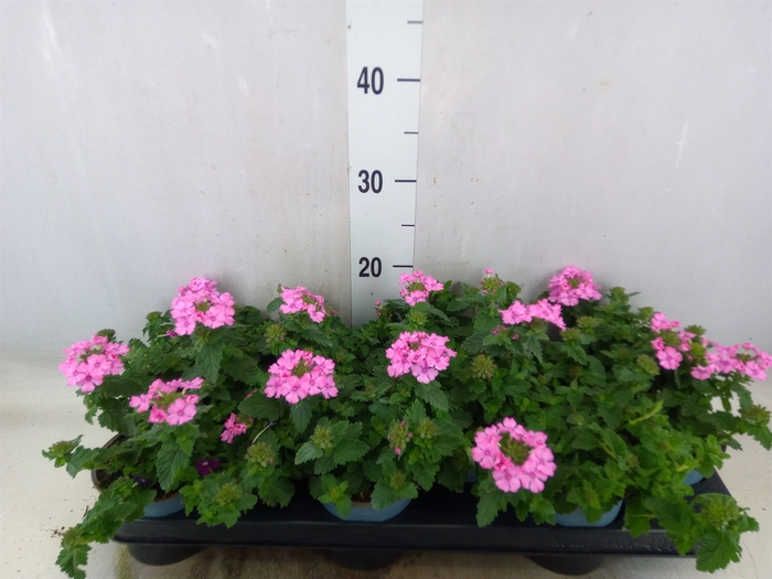<h4>Verbena  'Star Dreams Rose'</h4>