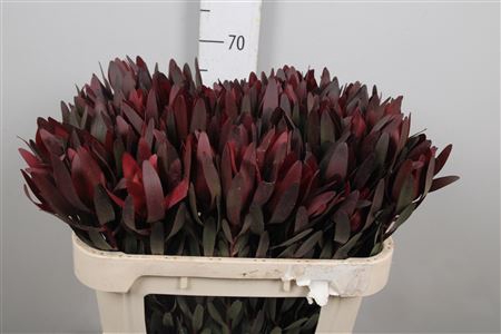 <h4>Leucadendron Saf Sunset Dark R.</h4>