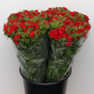 Di Barb Amras Red Super