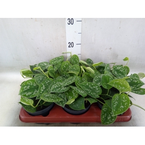Scindapsus pictus 'Argyraeus'