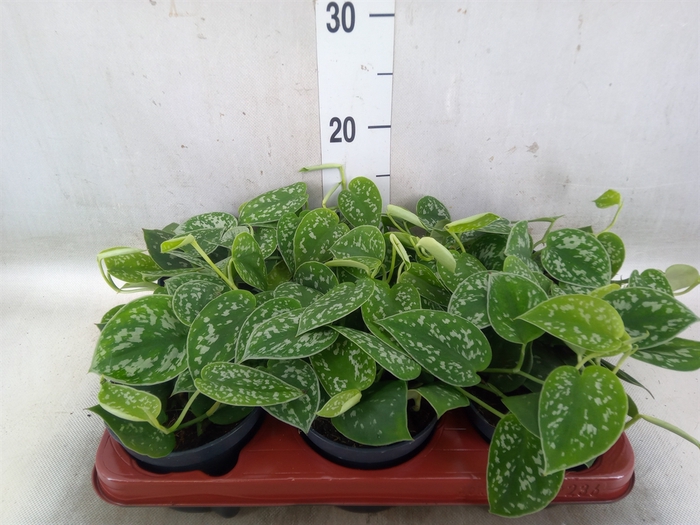 <h4>Scindapsus pictus 'Argyraeus'</h4>