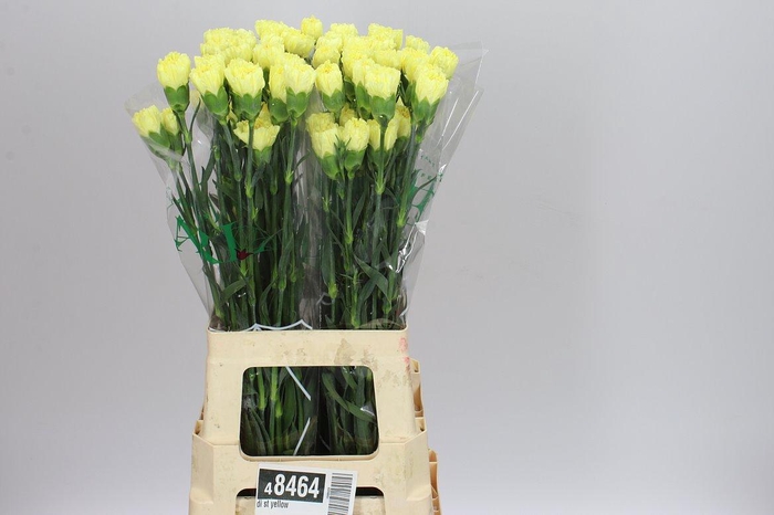 <h4>Di St Yellow BD</h4>