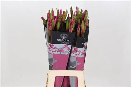 <h4>Nerine Amarine Bd Anastasia</h4>