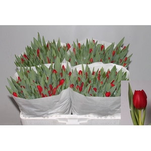 TU EN BEN VAN ZANTEN