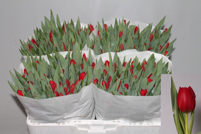 <h4>TU EN BEN VAN ZANTEN</h4>