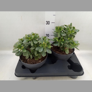 Crassula  'Minova Magic'