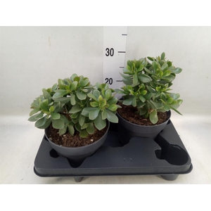 Crassula  'Minova Magic'