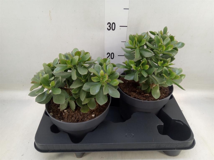 <h4>Crassula  'Minova Magic'</h4>