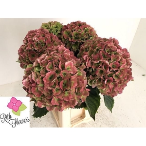 Hydrangea Royal Grandeur CL