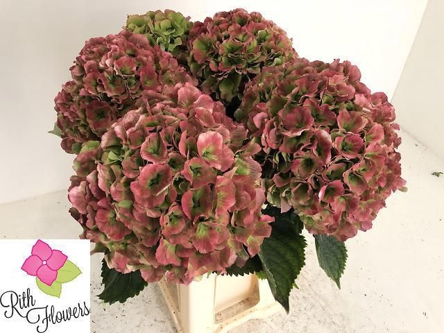 <h4>Hydrangea Royal Grandeur CL</h4>