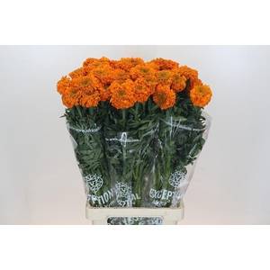 Tagetes Marigold Promise Orange