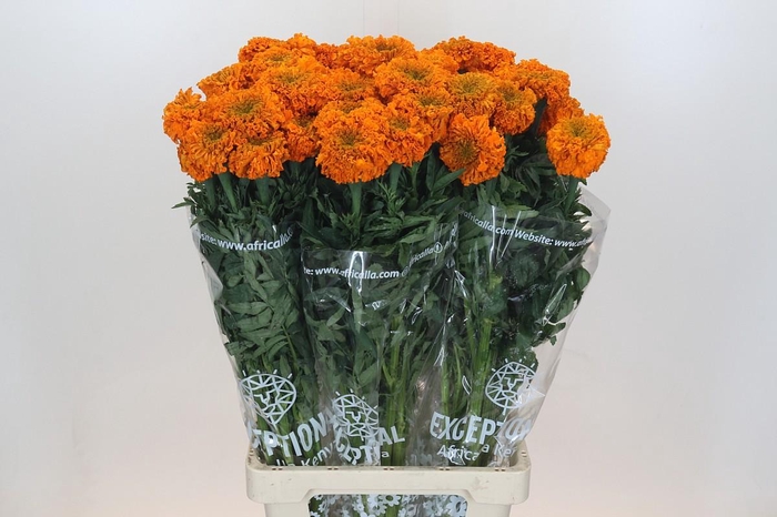 Tagetes Marigold Promise Orange