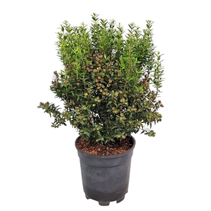 MYRTUS COM