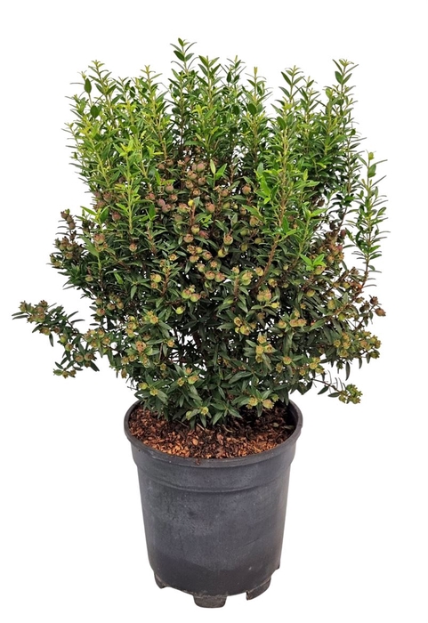 <h4>MYRTUS COM</h4>
