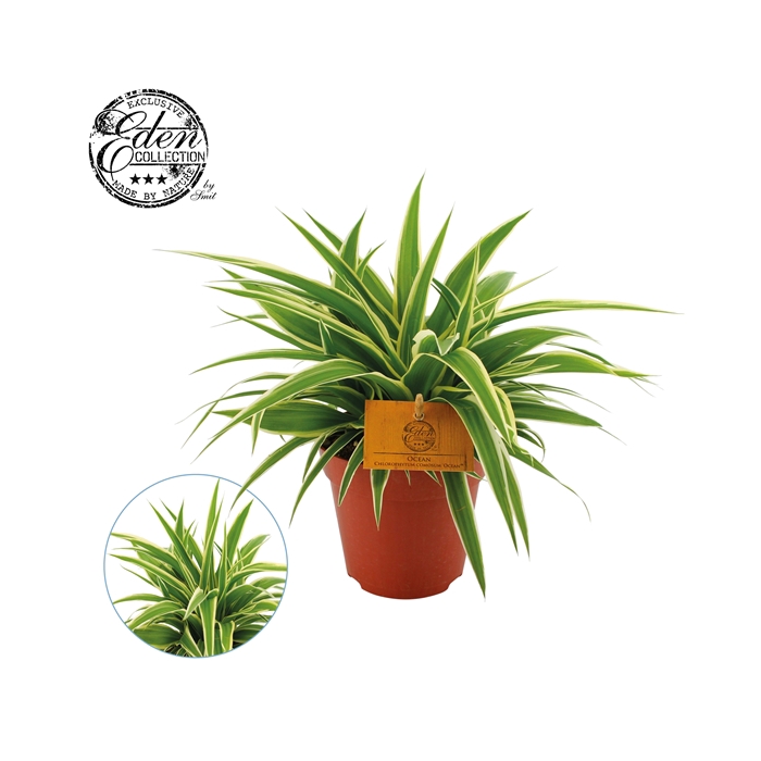 <h4>Chlorophytum Ocean</h4>