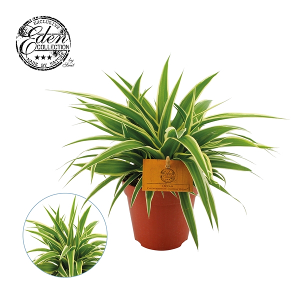 <h4>Chlorophytum Ocean 12cm</h4>