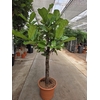 Ficus Lyrata stam