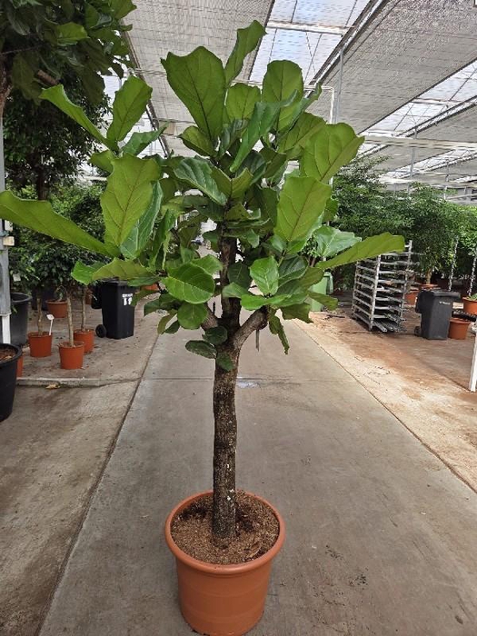 <h4>Ficus Lyrata stam</h4>