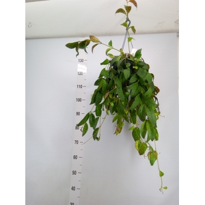 Aeschynanthus  'Pink Polka'