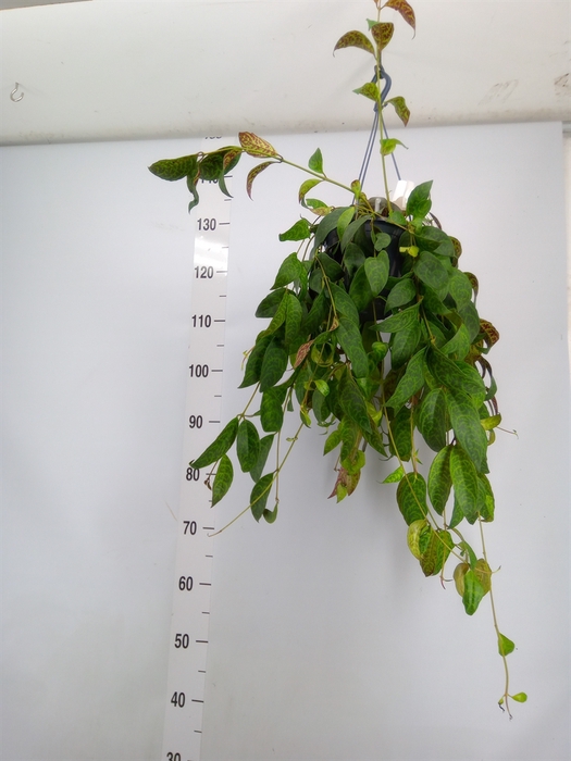 <h4>Aeschynanthus  'Pink Polka'</h4>