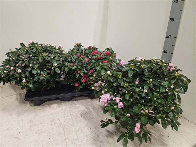 <h4>RHODO SI VOGEL GEM</h4>