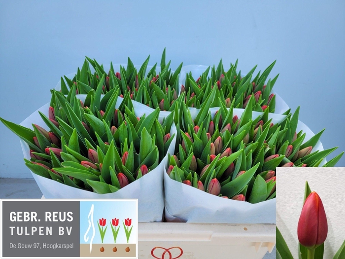 <h4>TU EN VERANDI</h4>