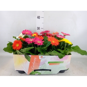 Gerbera  'Open Air'   ...mix