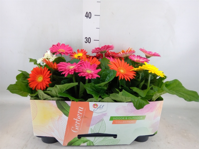 <h4>Gerbera  'Open Air'   ...mix</h4>