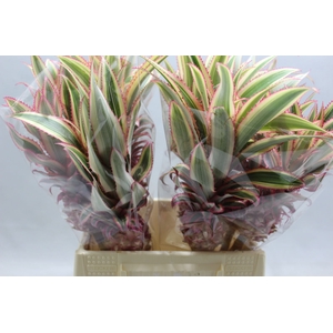 Ananas Medium