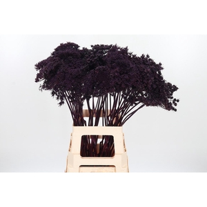 Ammi Zaad Kl Bh Aubergine