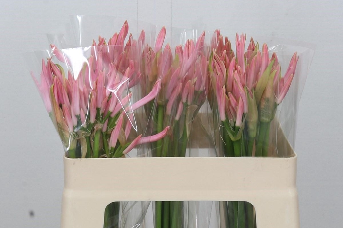 <h4>Nerine Vesta K</h4>