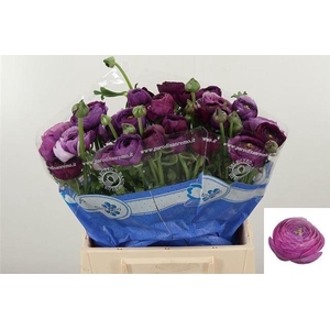 RAN SU NONNO ANTONIO