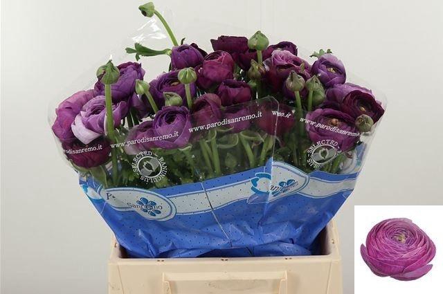 <h4>RAN SU NONNO ANTONIO</h4>