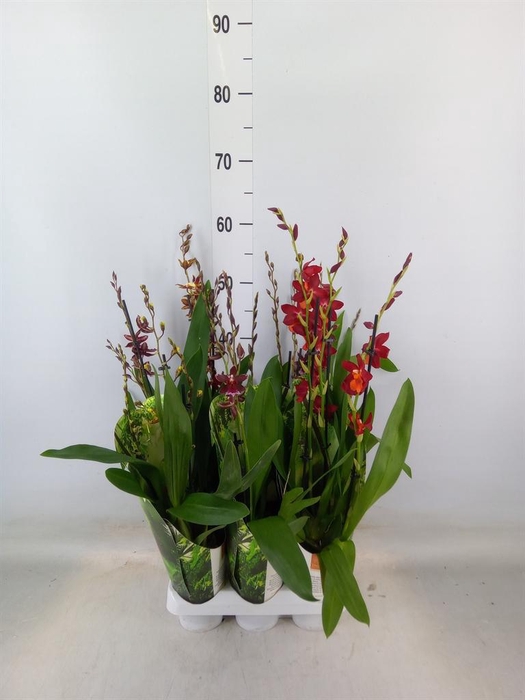 <h4>Orchideeen   ...mix</h4>