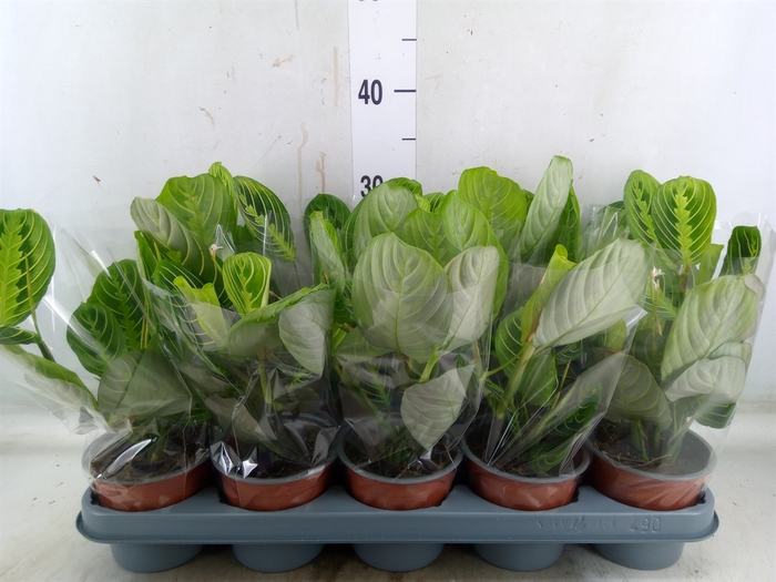 <h4>Maranta leuc. 'Lemon'</h4>