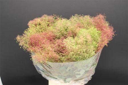 <h4>Cotinus Pruik</h4>