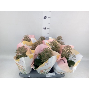 Kalanchoe  'WildFlow Surp Canyon'